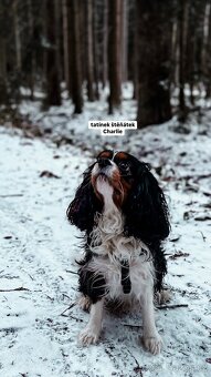 štěňata Cavalier King Charles Spaniel - 5