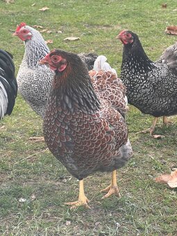 Wyandotka zdrobnělá 🐣🐥 - 5