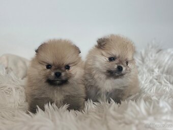 Pomeranian - 5