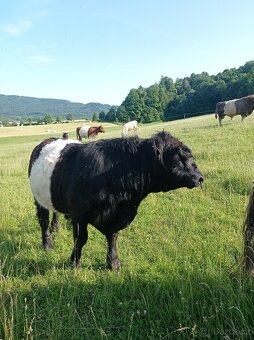 Plemenný býk belted galloway - EKO - 5