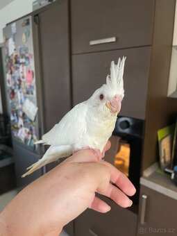 Ručně dokrmené korely Albino - 5