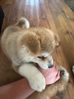 Štěňátka Akita Inu - 5