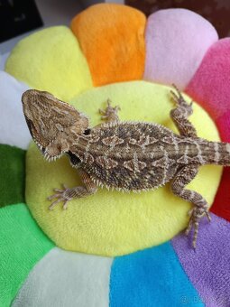 PRODÁNO Agama vousatá - Plzeň - SAMEC - 5