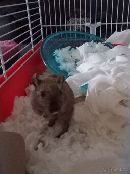 Daruji dvě samice pískomila - 5