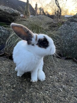 Zakrslý beránek - holčička ❤️ - 5