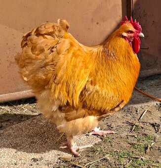 Kohout orpingtonky - 5