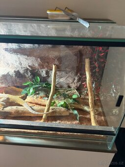 Terarium s agamou - 5