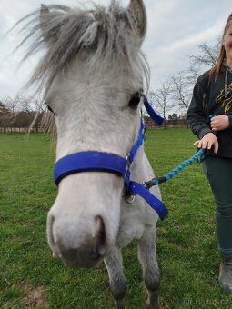 Welsh part bred pony wpb - 5
