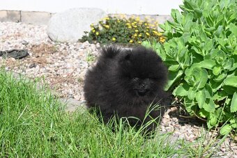 Pomeranian s PP - 5