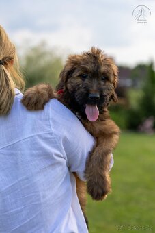 Briard s PP - 5