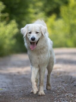 Slovenský čuvač - 5