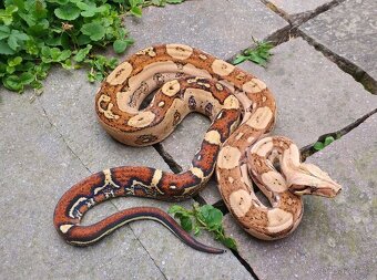 Boa imperator - Ghost het VPI, VPI Jungle het Anery - 5