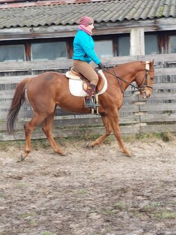 Klisna 3 letá, s RTG nohou a zad - 5