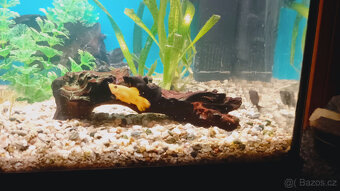 AKVARIUM a rybičky - 5