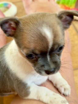 Krátkosrstá čivava - 5