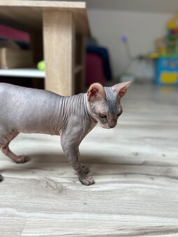 Don Sphynx PP - 5
