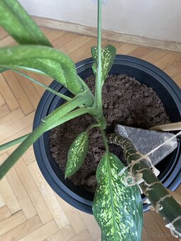 Dieffenbachie/Dieffenbachia (210cm) - 5