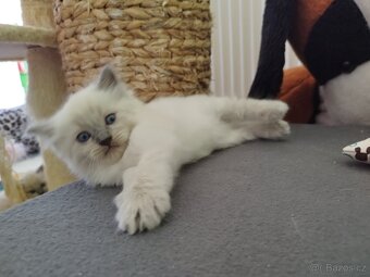 Ragdoll koťátka - 5