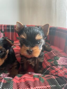 Jorkširský teriér s průkazem puvodu - 5