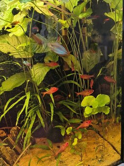 Akvárium 126l komplet - 5