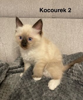 Koťátka Ragdoll bez PP - 5