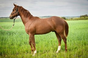 Prodám hřebce Appaloosa horse nar. v květnu 2023 - 5