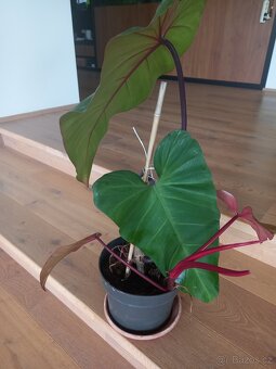 Philodendron Red - 5