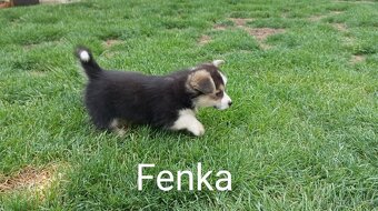 Welsh Corgi Pembroke, s PP FCI, NATURAL BOB - 5
