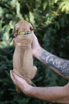 Rhodéský ridgeback s PP posledni volné štěňatka..vrh E - 5