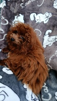 Chlapeček Toy Poodle Red Brown - 5
