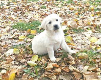 Labradorský retrívr fenka+pejsek ihned k odběru - 5