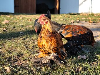 Zakrslá rousná - kohoutci - 5