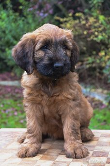 Briard plavý- štěňata, fenky - 5