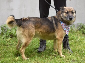 Raudi hledá domov - 5