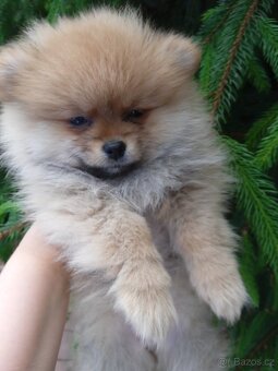 POMERANIAN - 5