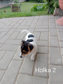 Jack Russell teriér - 5