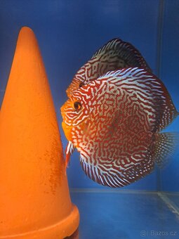 Discus-Terčovec - 5