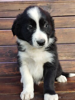 Border kolie bez pp - 5