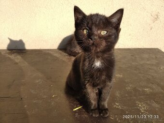 Koťátka - 5