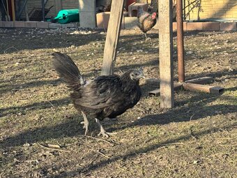 Slepice AYAM CEMANI - 5