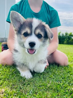 Welsh corgi pembroke s PP (FCI) - 5