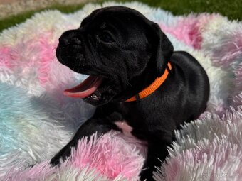 Cane Corso – kluci s PP hledají domov - 5