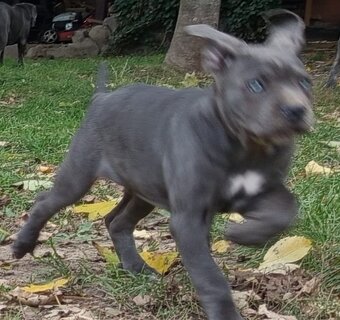 Cane Corso - 5