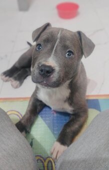 Americký stafordšírský teriér - 5