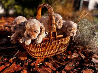 Americký kokršpaněl s PP - 5