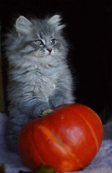 Sibiřská kočka s PP - 5