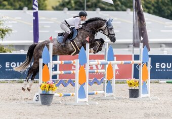 westfálský valach - 5