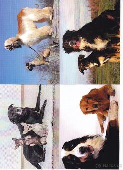 pohlednice zvířat - 5