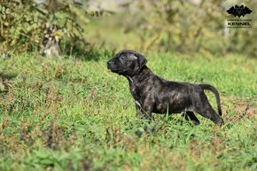 LUXUSNÍ společník - Uruguayský Cimarron s PP - 5