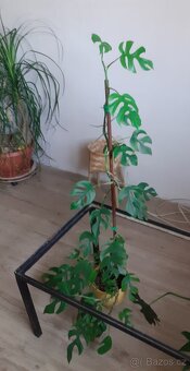 Monstera minima - 5